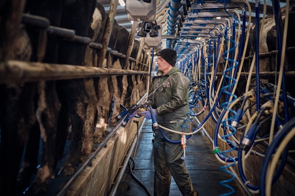 Milking on a 48 96 parlour